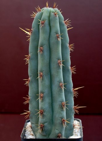 echinopsis_pachanoi